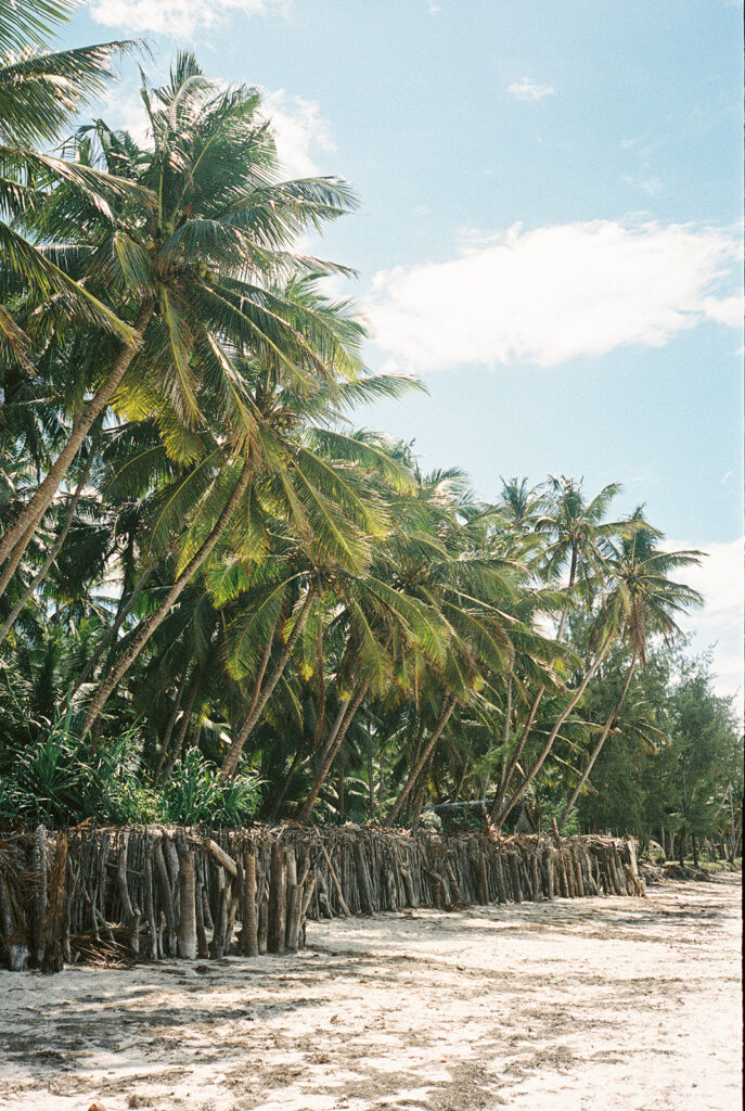 voyage au kenya : paysage de palmier à diani