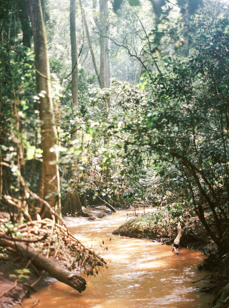  vue sur foret de karura