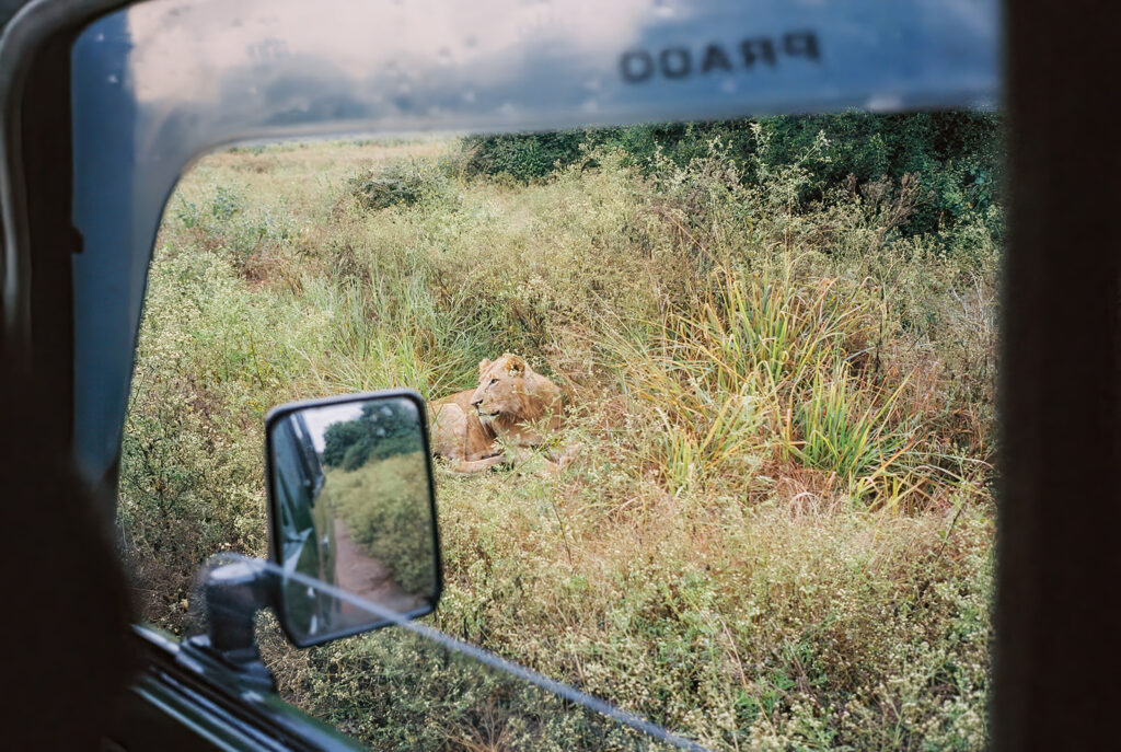 voyage au kenya : vue sur un lion depuis la fenetre de la jeep