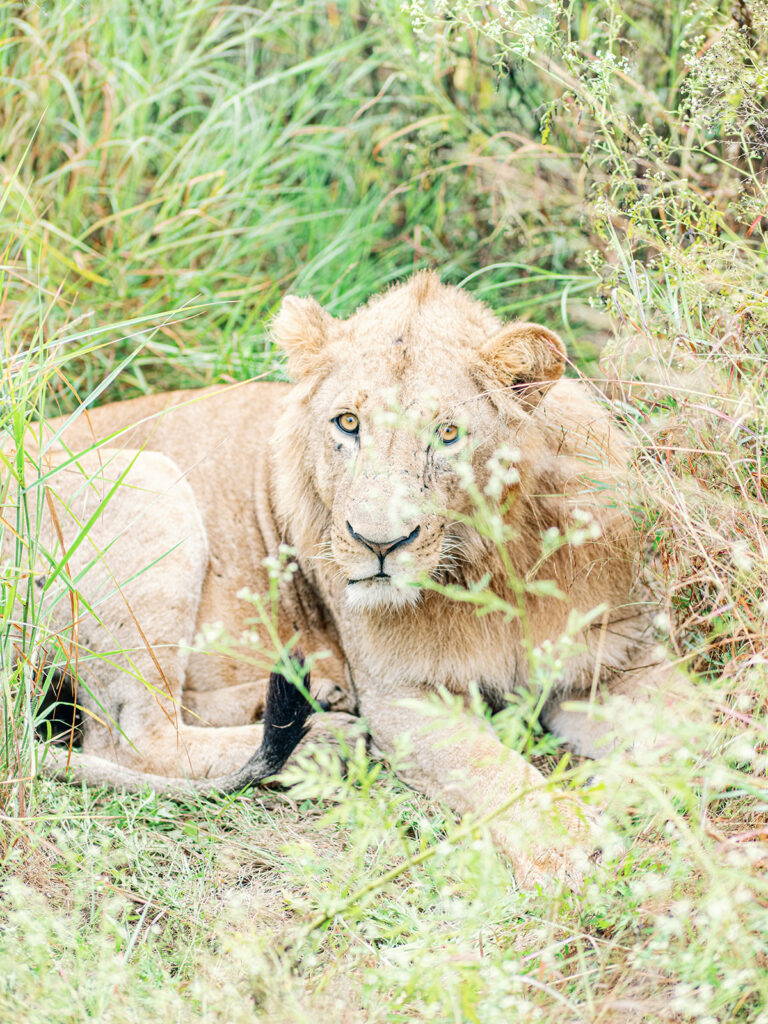 portrait d'un jeune lion sans criniere