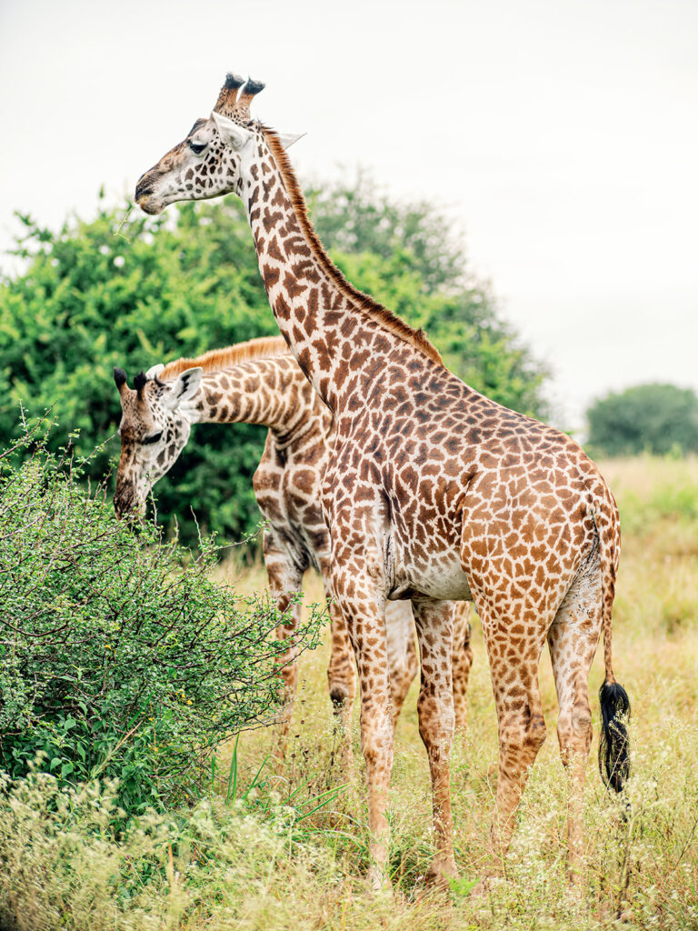 deux girafe mangent