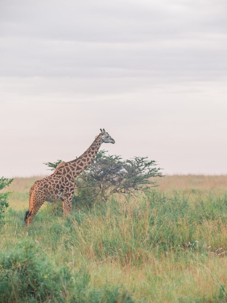 une girafe qui marche