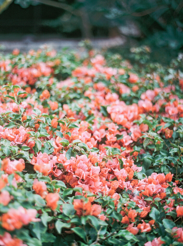 voyage au kenya : fleurs