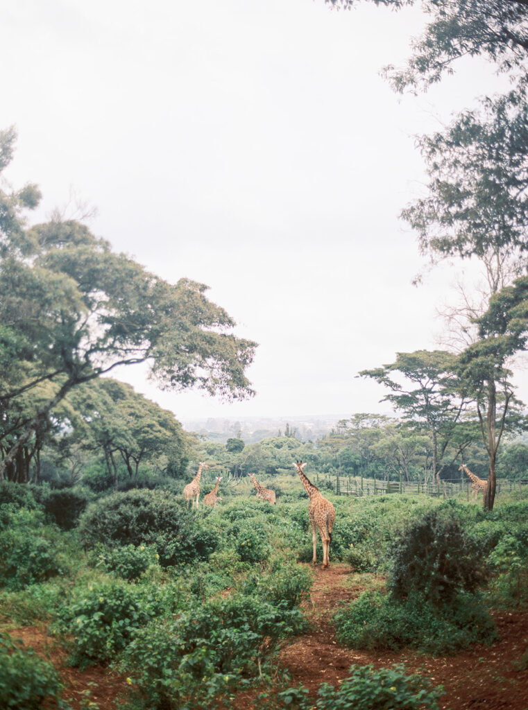 des girafes marchent au girage manor