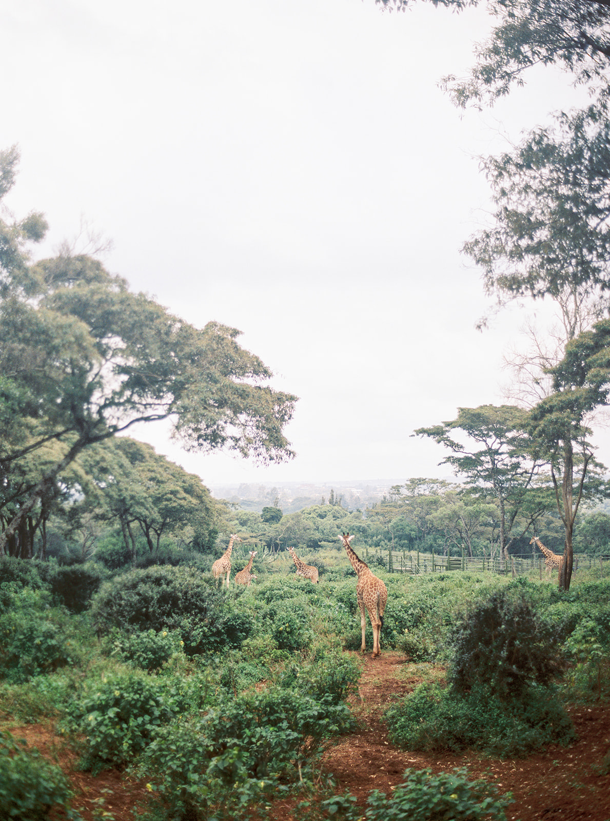 voyage au kenya : des girafes marchent